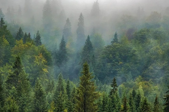 Стоимость российского леса может достигнуть 17 трлн долларов