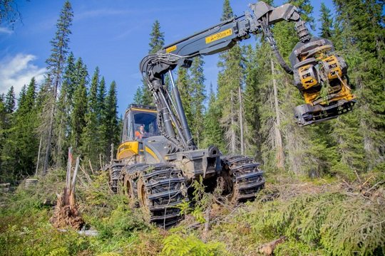 Лесозаготовители РФ разработают и внедрят стратегию климатической нейтральности