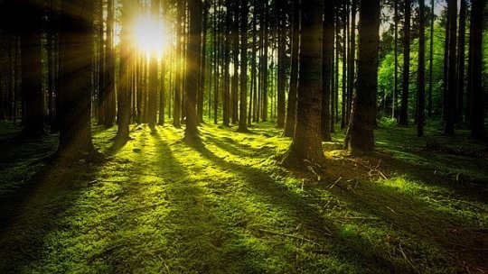 Глобальное зеленое финансирование — не интересуется настоящими лесами