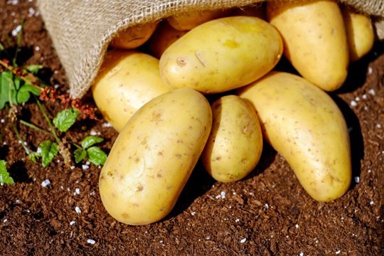 Картошка «эконом-класса» снизит цены в ритейле