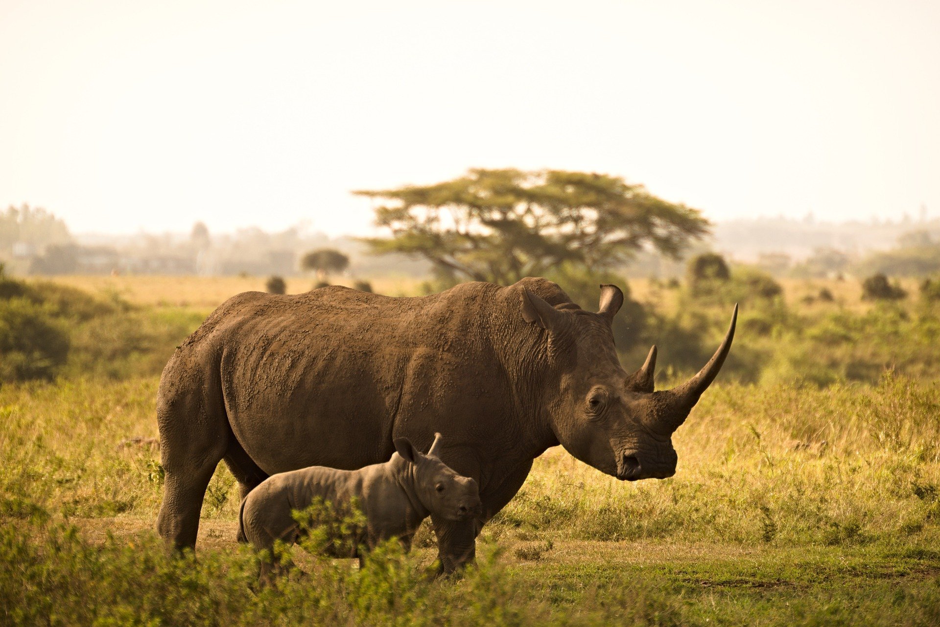 Всемирный банк выпустит облигации для спасения африканских носорогов