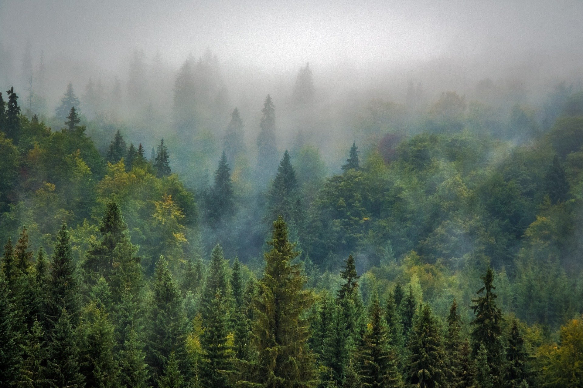 Вырубка лесов в 2020 году ускорилась, несмотря на замедление экономики