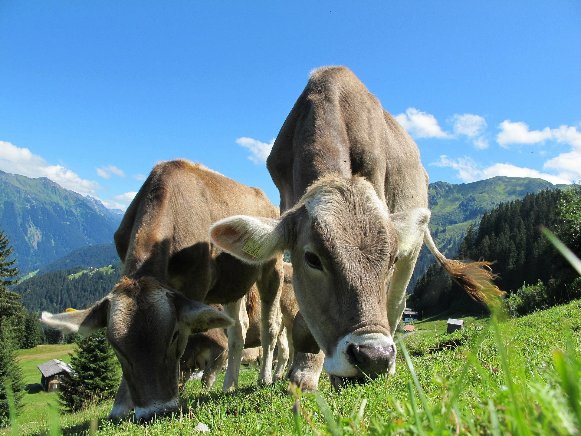 Исследование: мясные и молочные холдинги не стремятся к декарбонизации