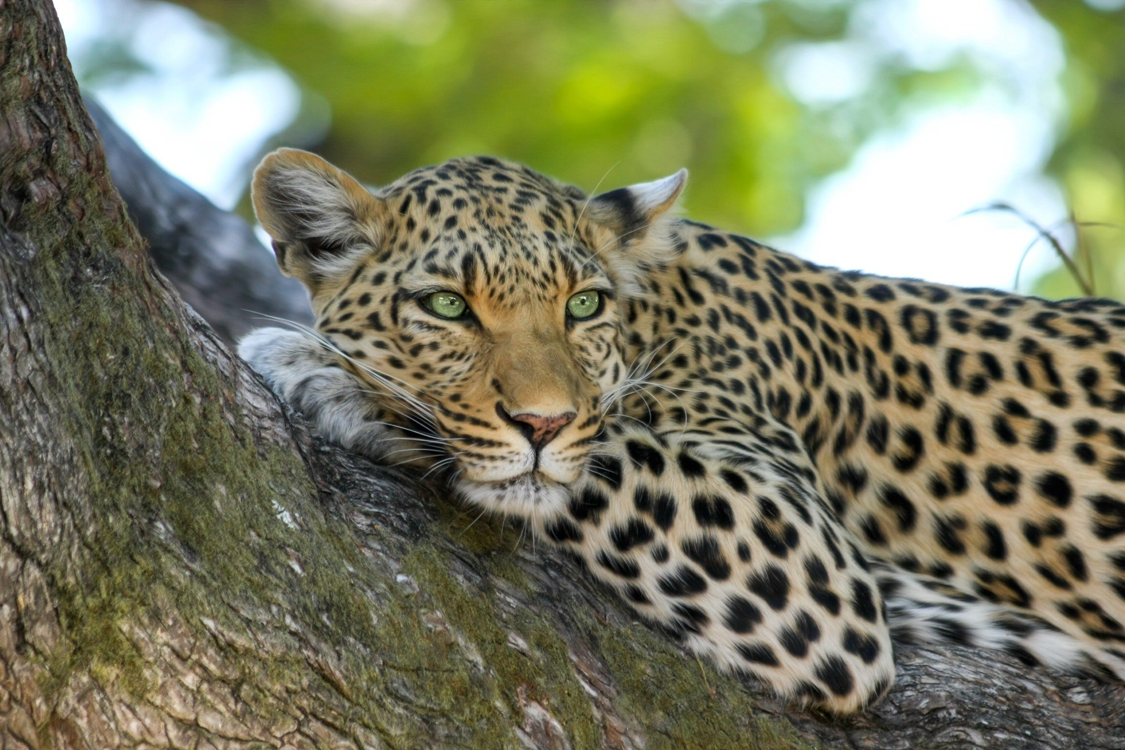 Спасены: количество дальневосточных леопардов за девять лет увеличилось втрое