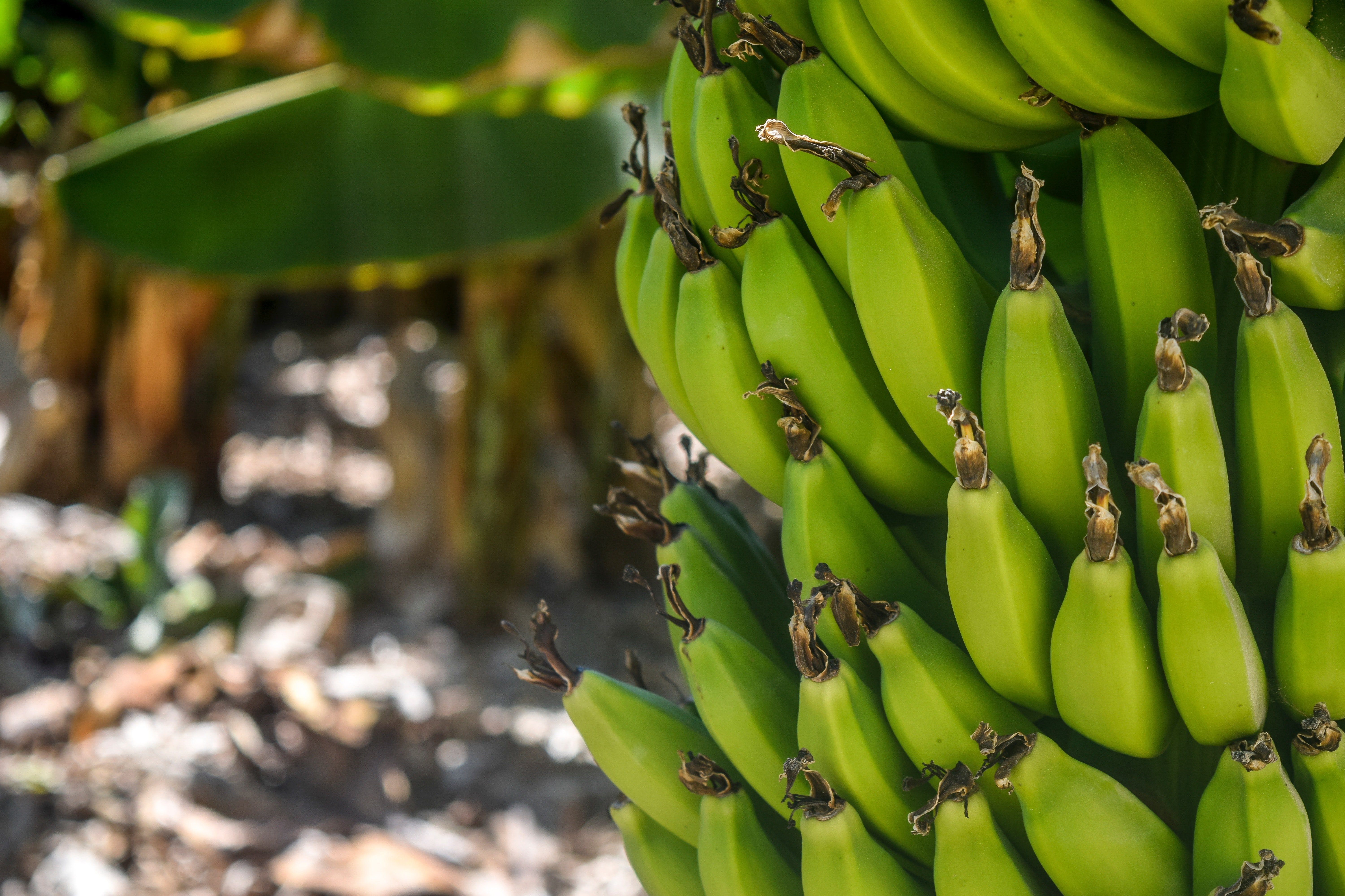 Стартап из Уганды начал производить эко-ковры из банановых волокон