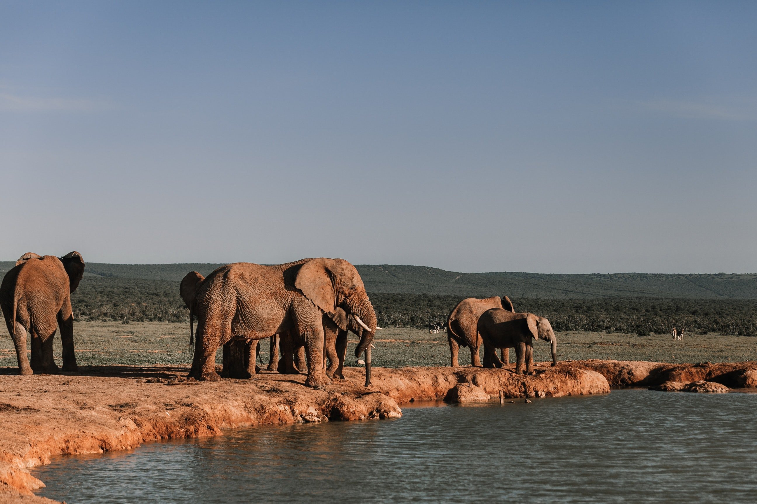 В Зимбабве застрелят 500 слонов, чтобы собрать средства на нацпарки