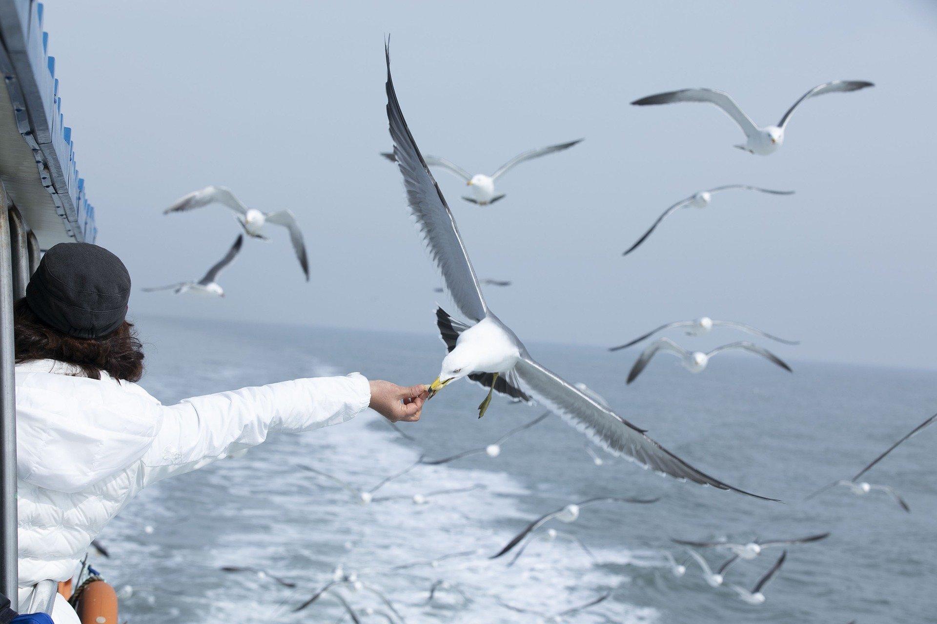 Эстонских птиц отпугивают от рыболовных сетей плавучим пугалом