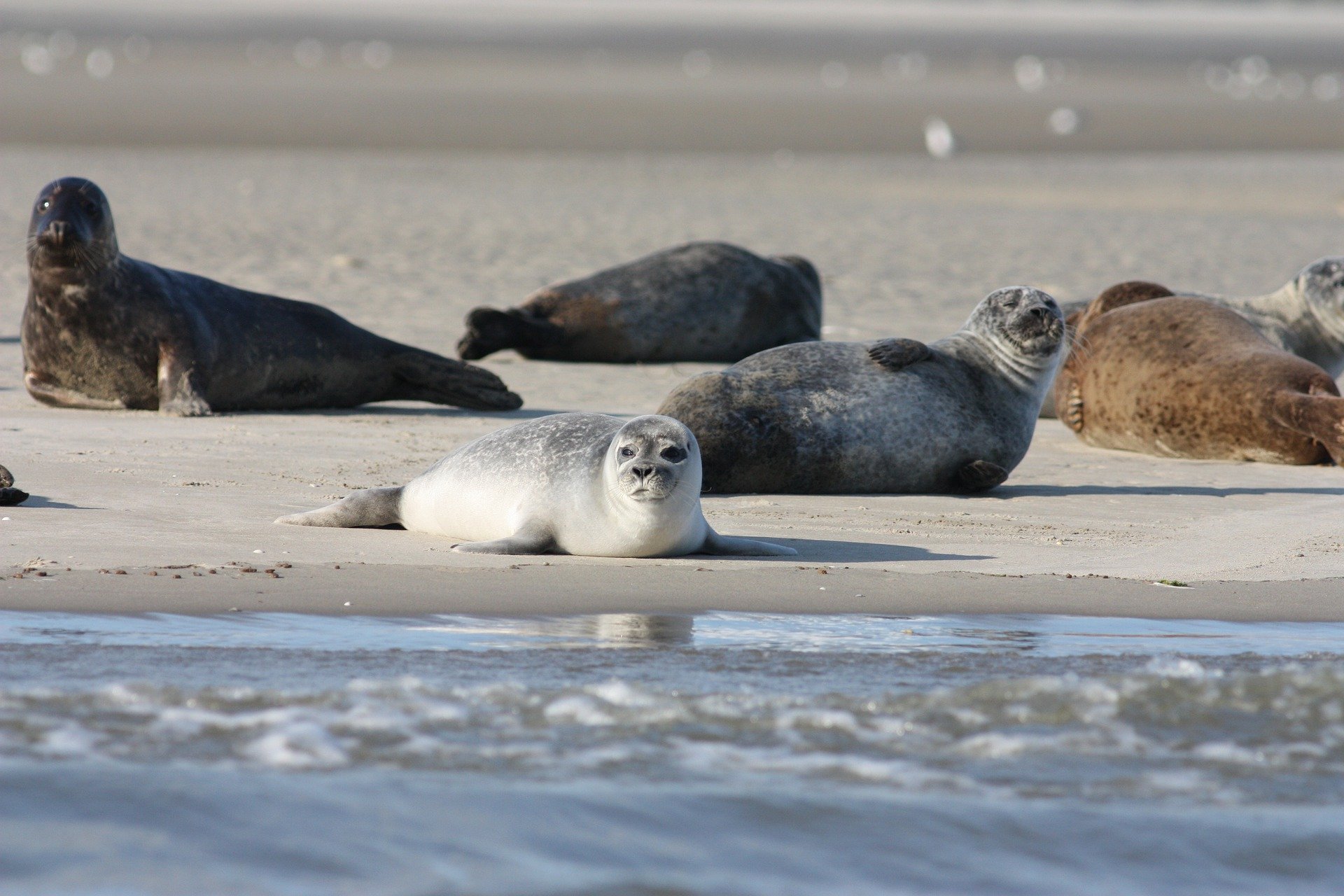 На берегу Каспийского моря нашли 170 мертвых краснокнижных тюленей