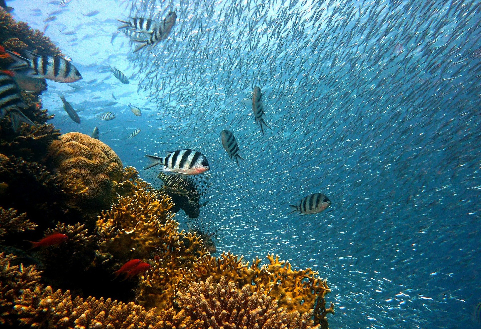 В Индонезии восстановили крупный коралловый риф