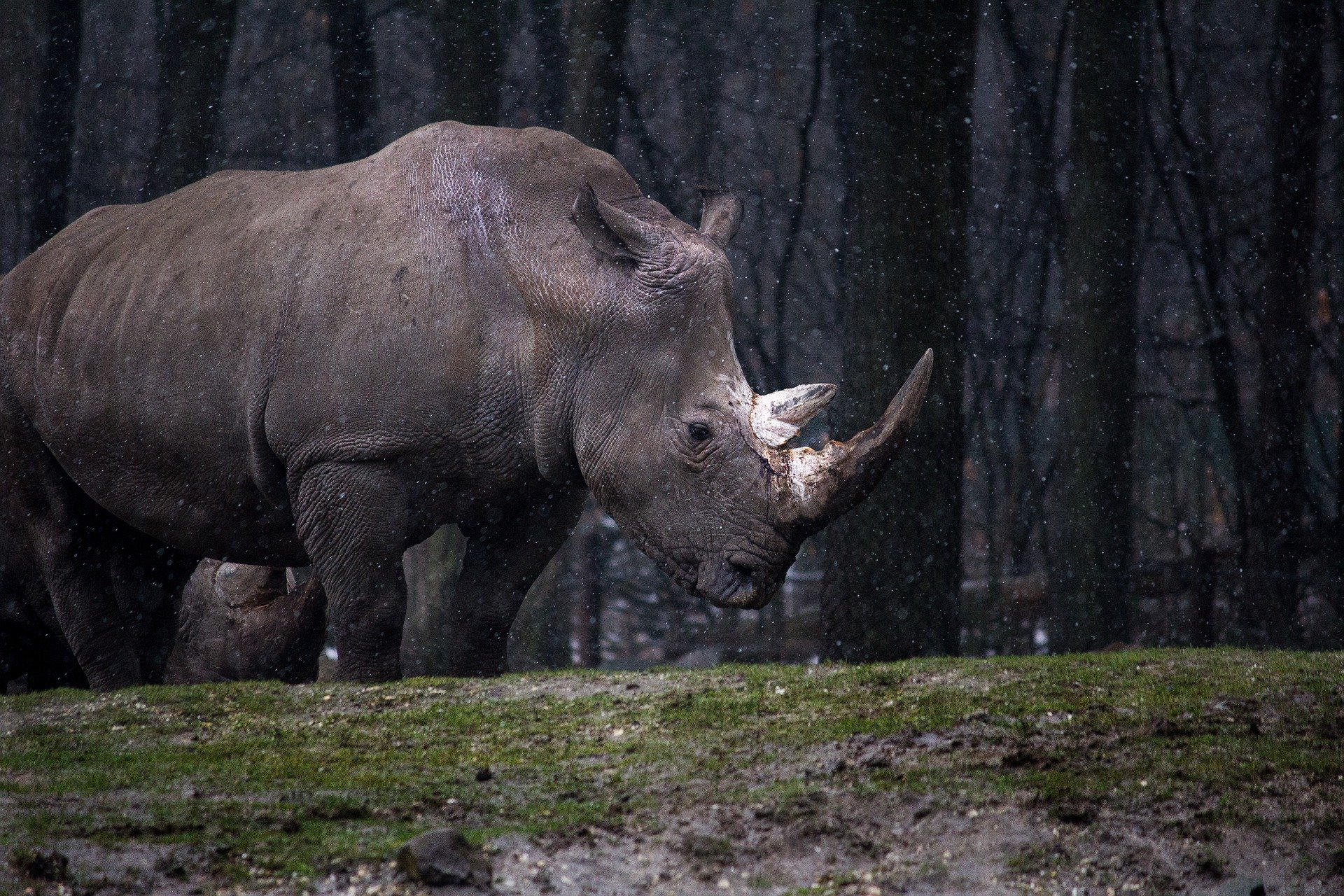 «Росатом» поддержит носорогов с помощью научных исследований