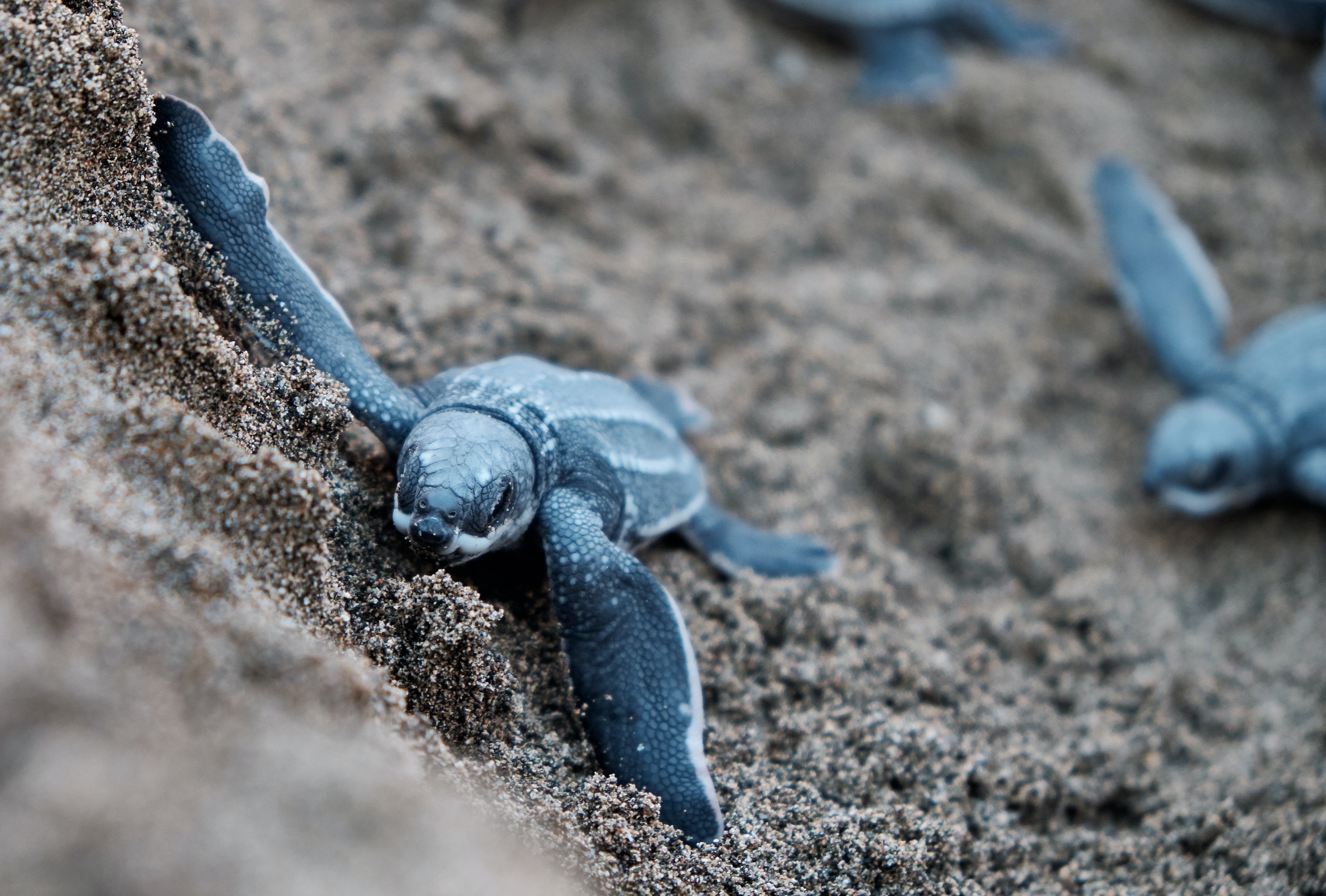 Пластиковый мусор на берегах уничтожает популяцию черепах