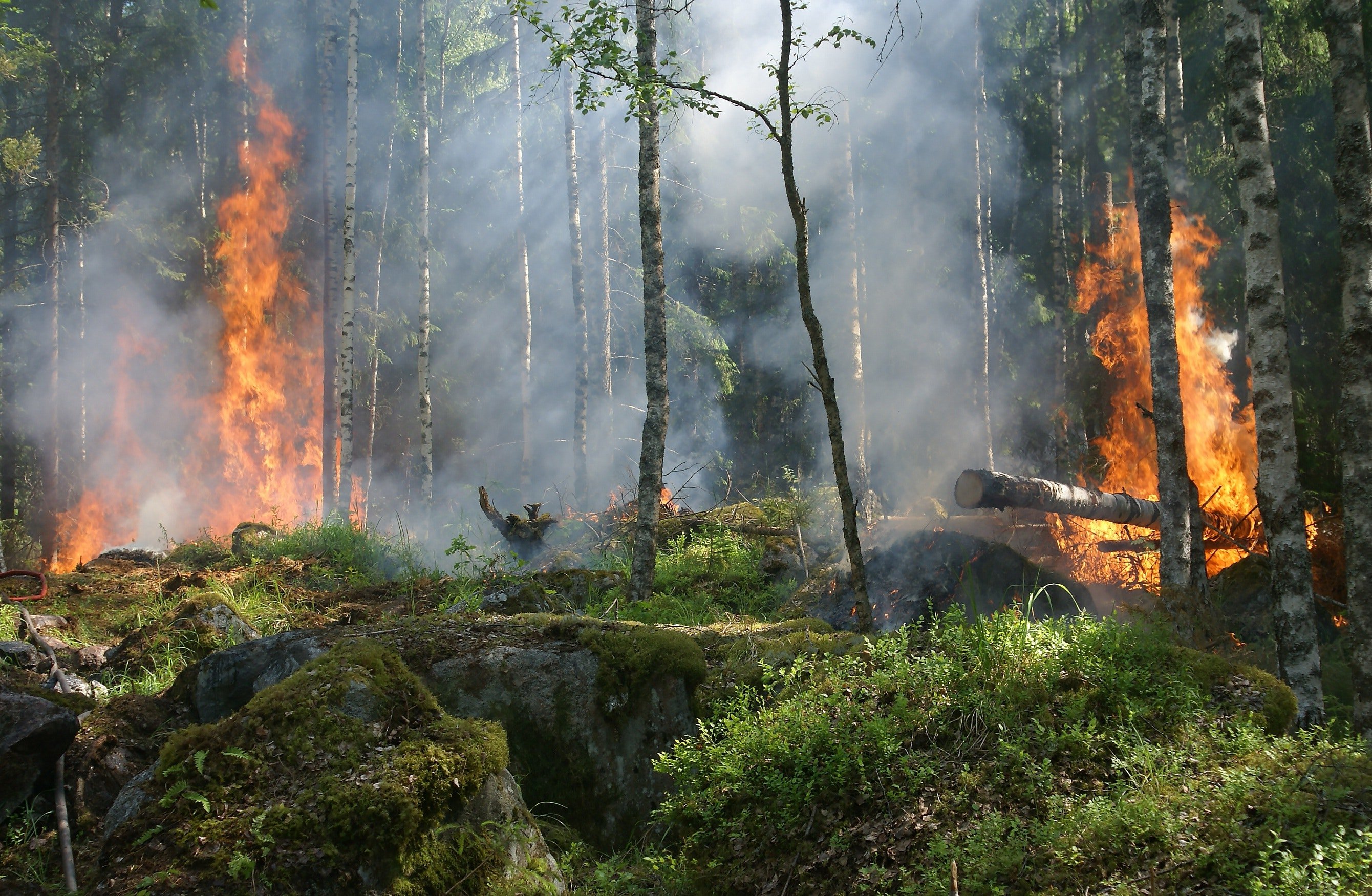 В НИУ ВШЭ выяснили, что влияет на лесные пожары