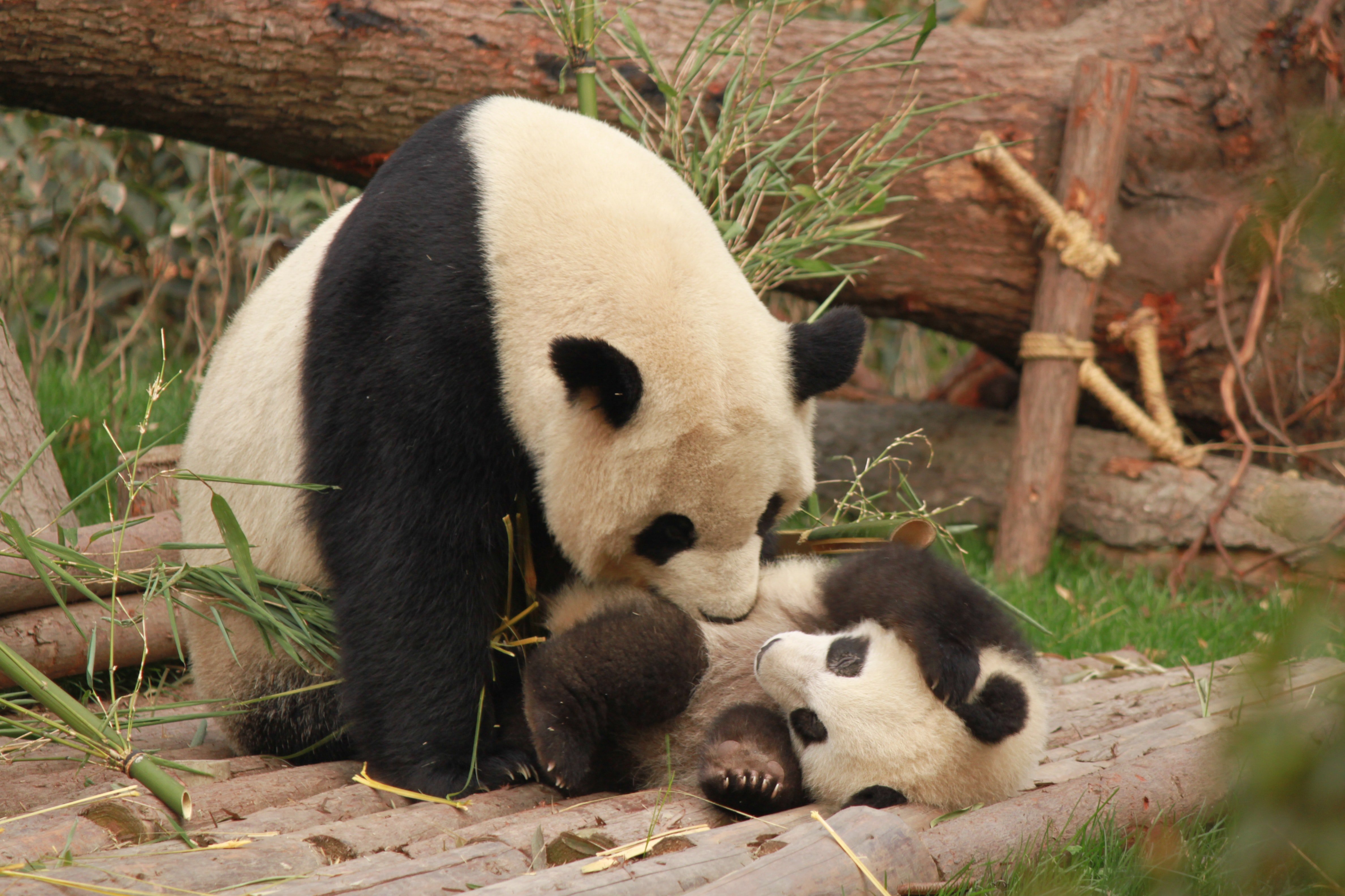 Большие панды больше не классифицируются как находящиеся под угрозой исчезновения