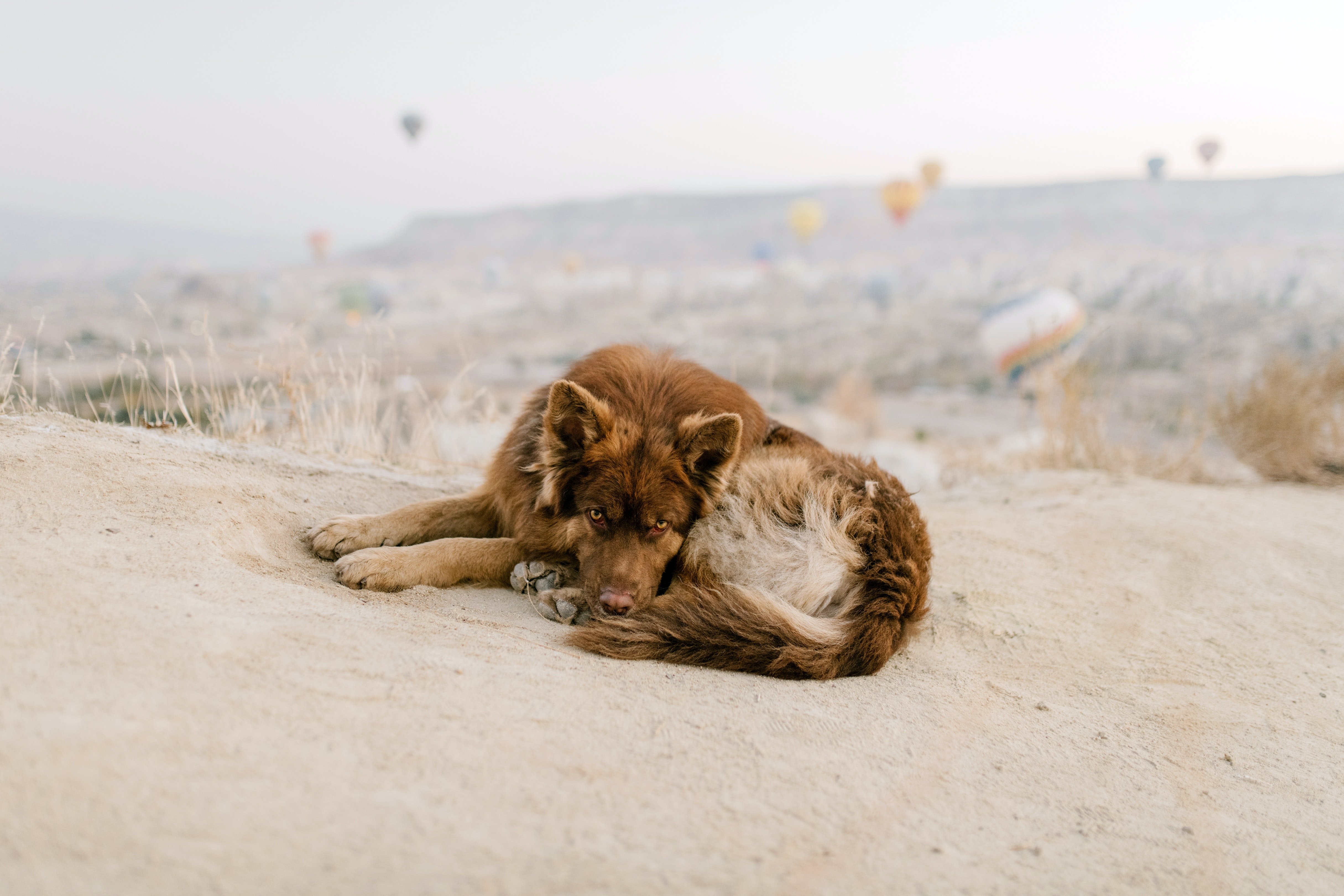 Mars Petcare опубликовала глобальный Индекс бездомности кошек и собак
