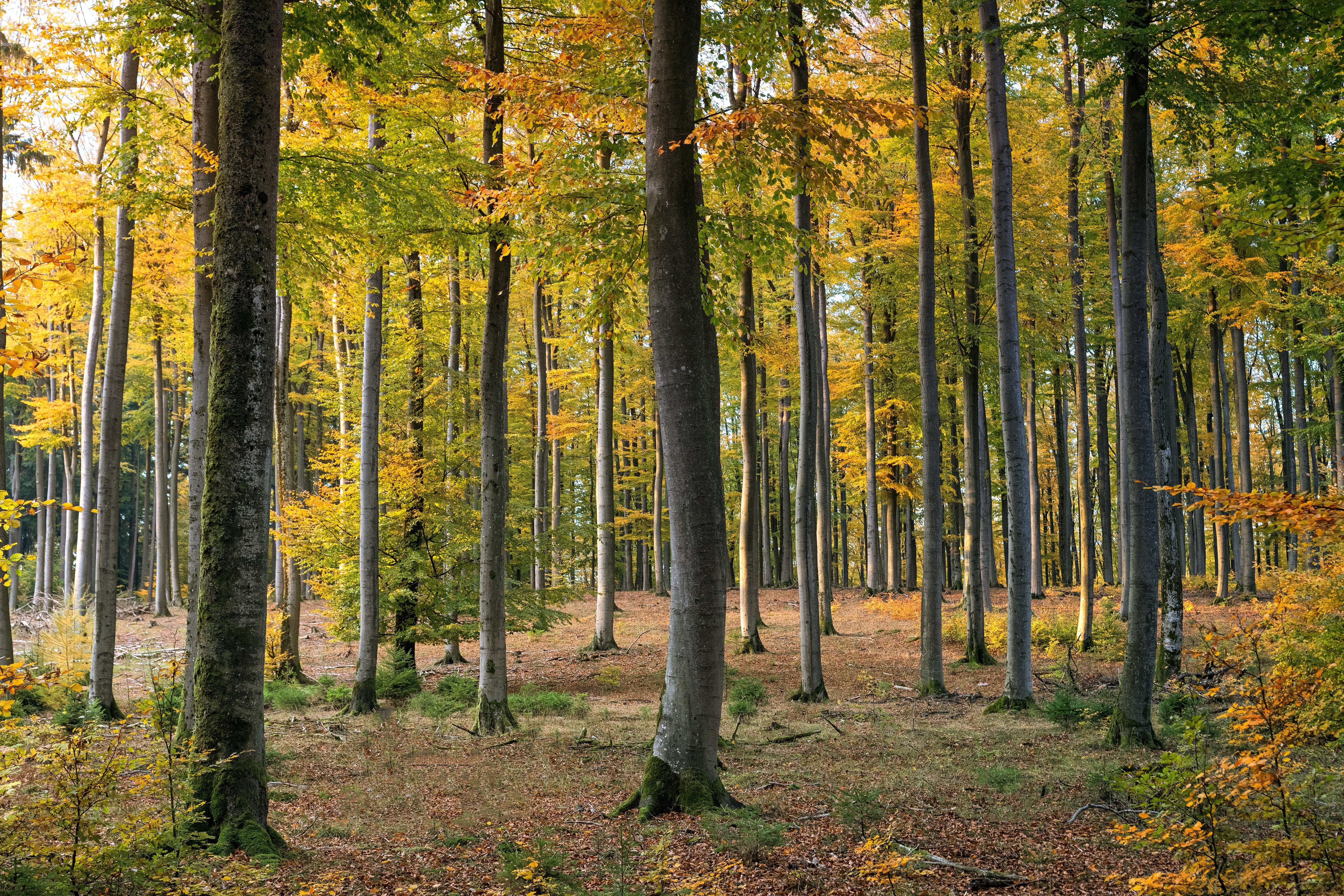 В Татарстане будут восстановлены леса