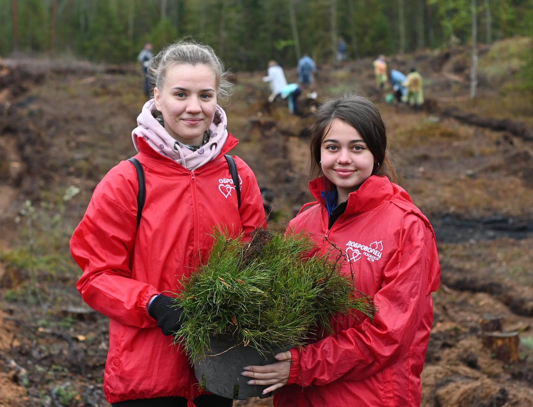 Волонтеры высадили 432 000 деревьев на местах пожаров
