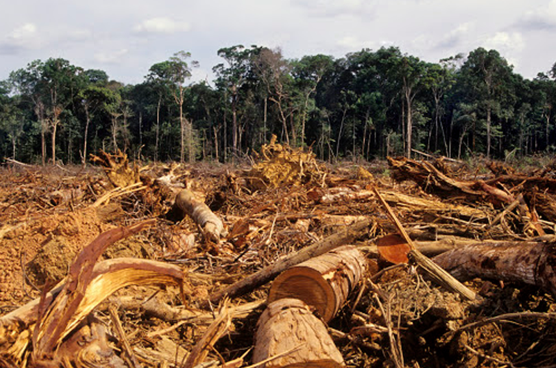 Масштабы вырубки леса в Бразилии достигли рекордных показателей