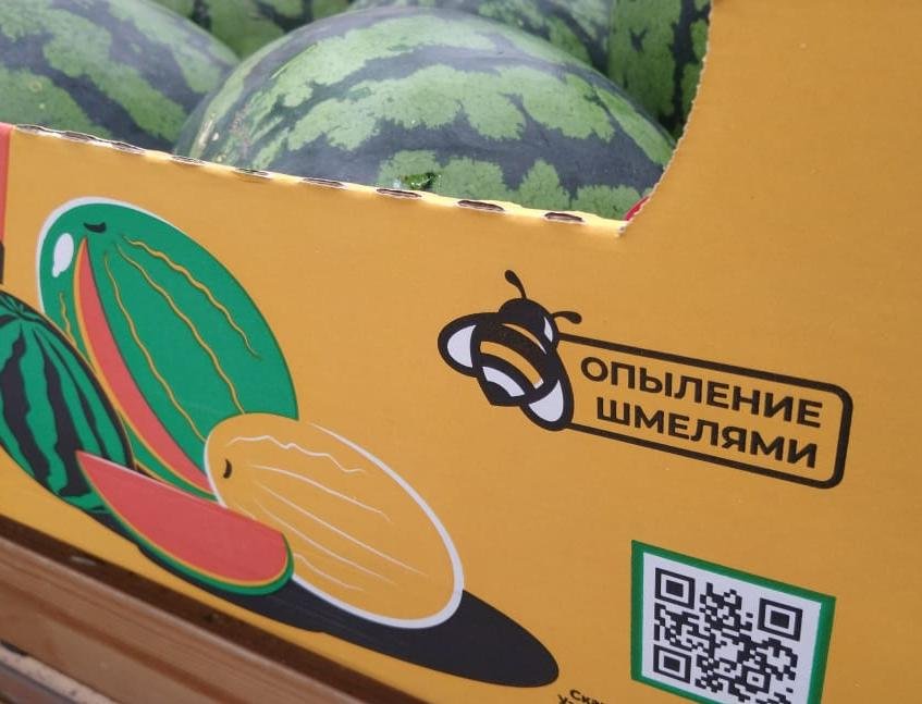 В Новосибирске поступили в продажу экологичные арбузы
