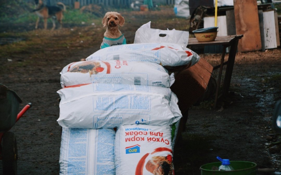 «Лента» передала около 2 тонн корма фонду помощи бездомным животным