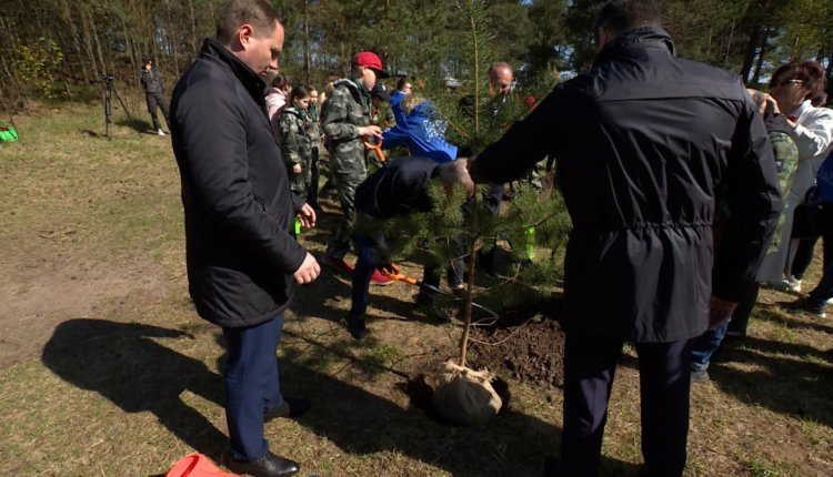 В Санкт-Петербурге высадили более 2 тысяч деревьев